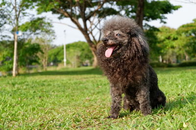 Portrait of a dog on grass