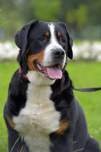 Close-up of dog looking away