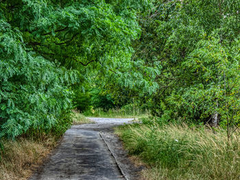 Empty road amidst trees in forest