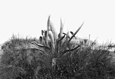Close-up of silhouette plant against sky