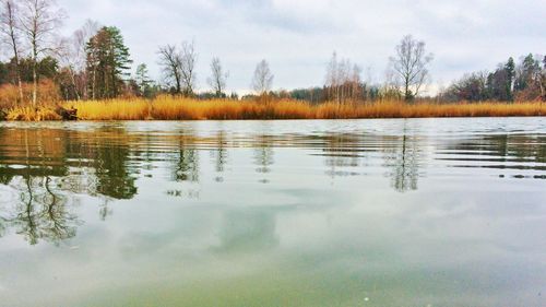 Reflection of trees in water