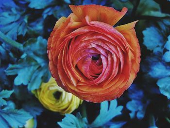 Close-up of rose blooming outdoors