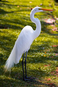 White bird on a field