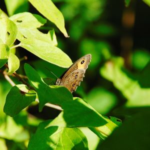 Close-up of butterfly on plant