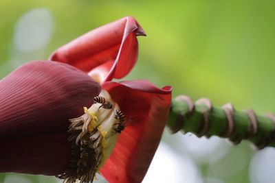 Close-up of bee on flower