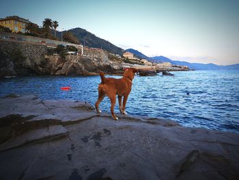 Dog on beach against the sky
