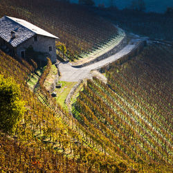 High angle view of agricultural field