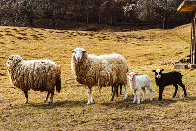 Sheep in a field