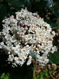 Close-up of tree