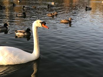 Swans swimming on lake