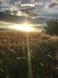 Scenic view of field against sky during sunset