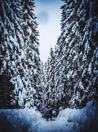 Trees and snowcapped mountains against sky during winter