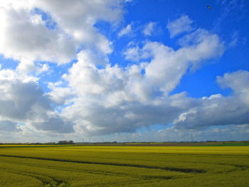 Scenic view of field against sky