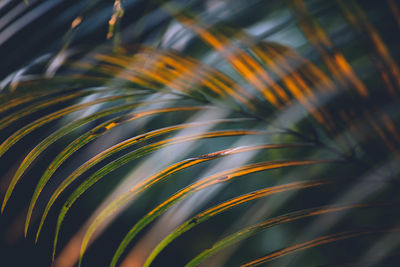 Close-up of palm leaf