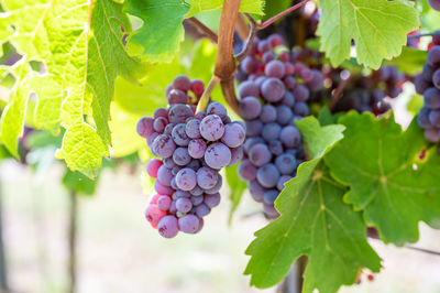 Close-up of grapes growing on plant