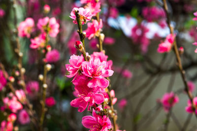 Close-up of pink flowers