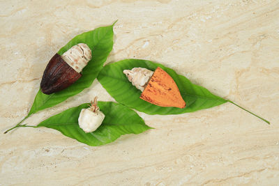 High angle view of leaves on table