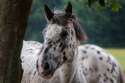 Close-up portrait of horse
