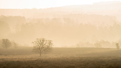 Trees on field against sky with mist