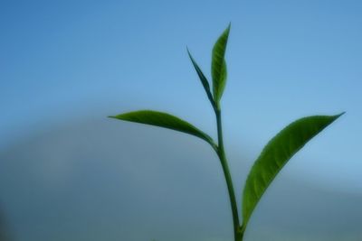 Close-up of plant against sky