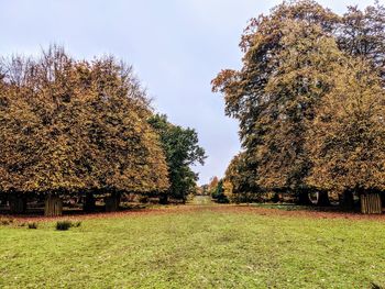 Trees growing on field against sky