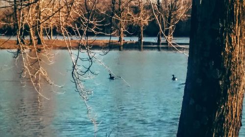 Birds swimming in sea during winter