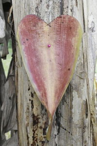 Close-up of heart shape on tree trunk