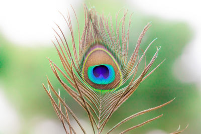 Close-up of feather