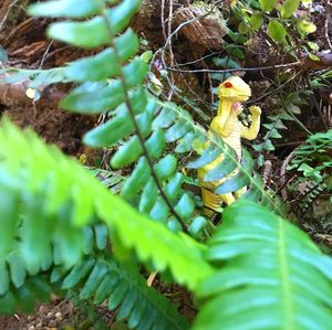 Close-up of lizard on plant