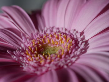 Close-up of pink daisy flower