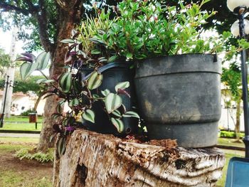 Close-up of potted plants in yard