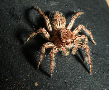 High angle view of spider