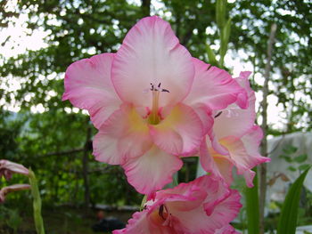 Close-up of pink flower