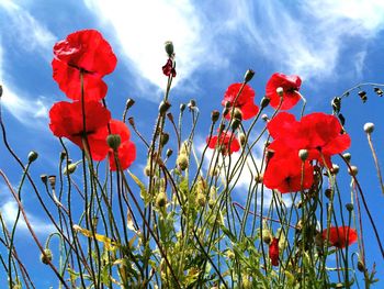 Close-up of red poppy flowers against sky
