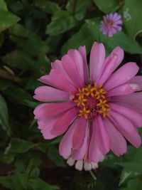 Close-up of flower blooming outdoors