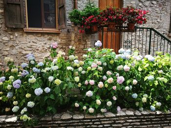 Flower plants growing in yard