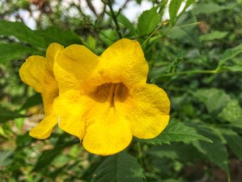 Close-up of yellow flower blooming outdoors