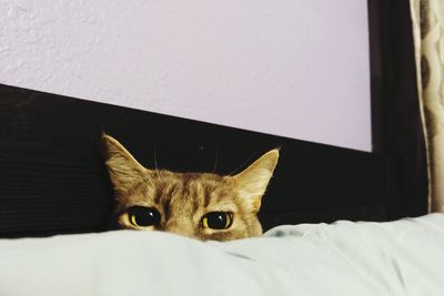 Close-up of cat lying on sofa