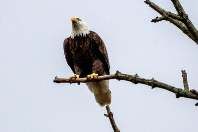 Low angle view of eagle perching on branch against sky