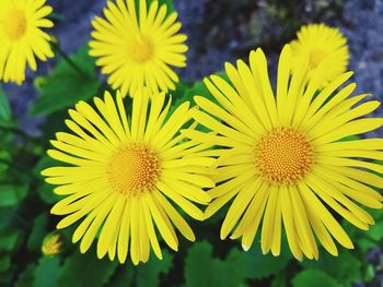 Close-up of yellow flowering plant