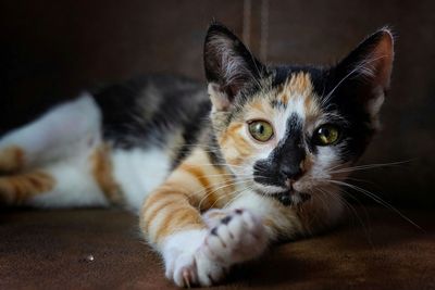 Close-up portrait of a cat