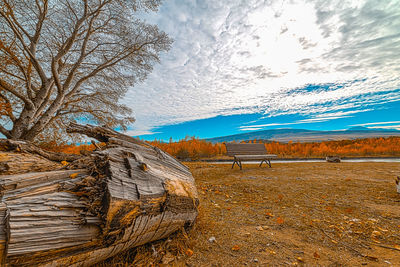 Bare tree on rock against sky