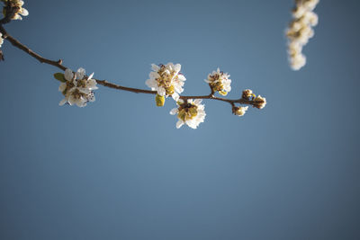 Low angle view of cherry blossoms against sky