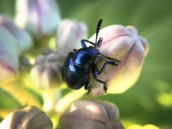 Close-up of insect on plant