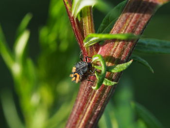 Close-up of insect on leaf