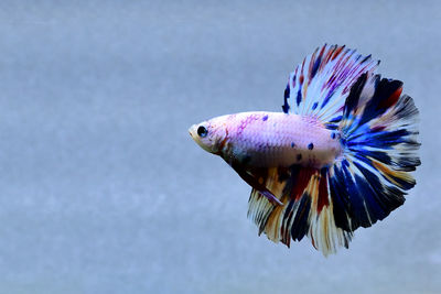 Multi color betta fish halfmoon from thailand or siamese fighting fish isolated in grey background