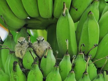 Close-up of bananas