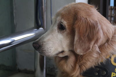 Close-up of dog looking away