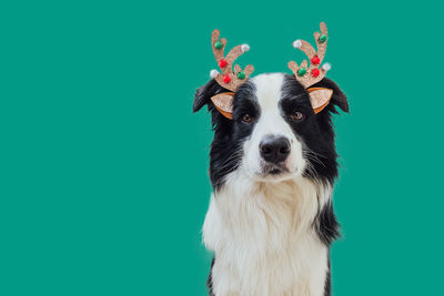 Portrait of dog against blue background