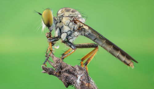 Close-up of insect on leaf